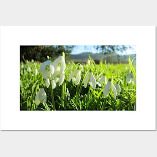 Snowdrops in the Sunshine Posters and Art